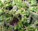 mulberries