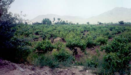 vinyard