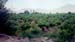 vinyard